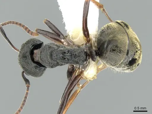 Dolichoderus tuberifer - CASENT0906205