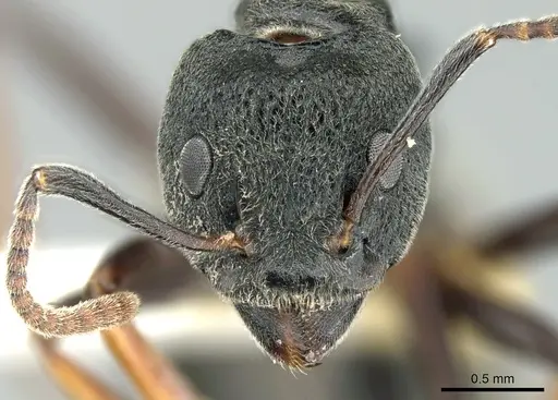 Dolichoderus tuberifer - CASENT0906205