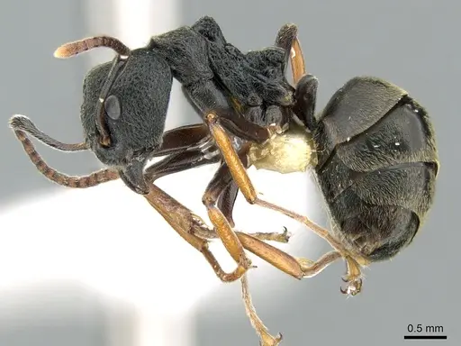 Dolichoderus tuberifer - CASENT0906205