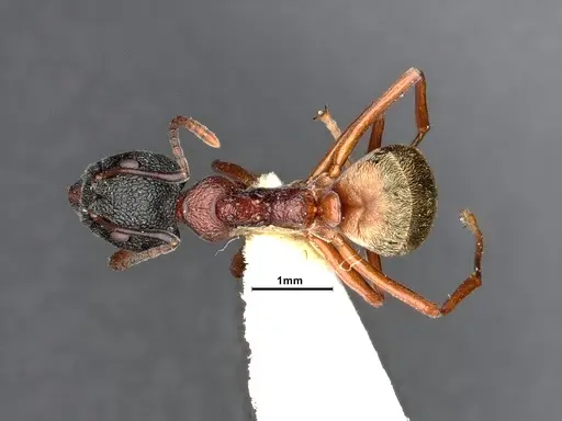 Dolichoderus tuberifer - SMFHYM0008901