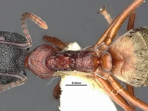 Dolichoderus tuberifer - SMFHYM0008901