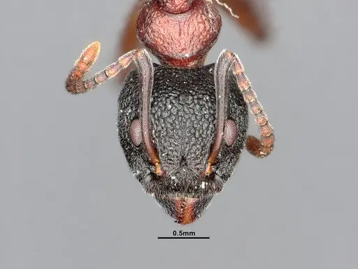 Dolichoderus tuberifer - SMFHYM0008901