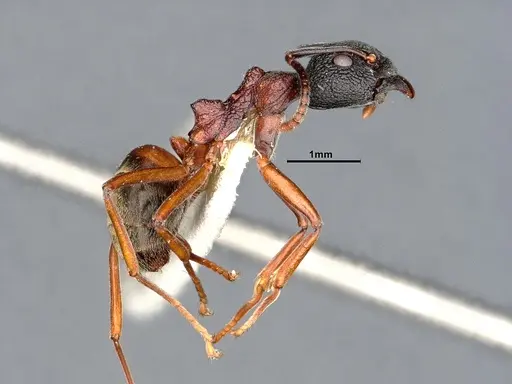 Dolichoderus tuberifer - SMFHYM0008901