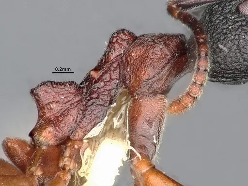 Dolichoderus tuberifer - SMFHYM0008901