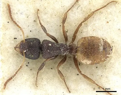 Dolichoderus turneri specimen