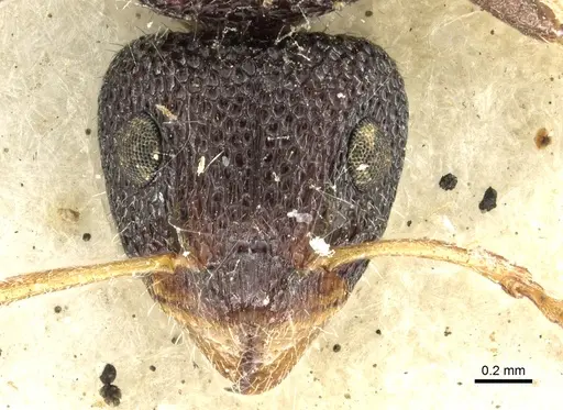 Dolichoderus turneri specimen