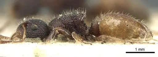 Dolichoderus turneri specimen