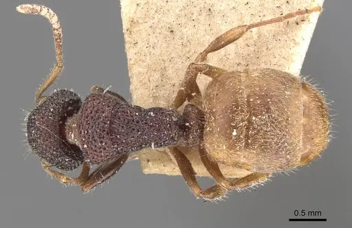 Dolichoderus turneri - CASENT0907609