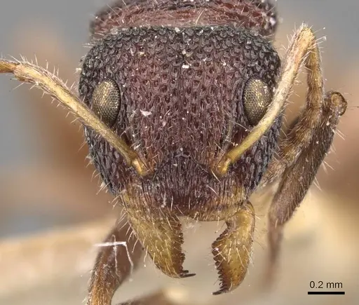 Dolichoderus turneri - CASENT0907609