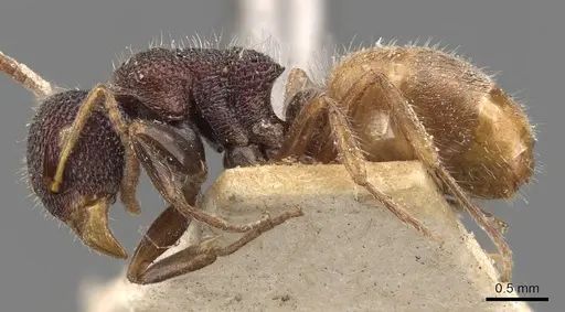 Dolichoderus turneri - CASENT0907609