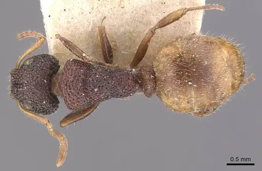 Dolichoderus turneri - CASENT0909476