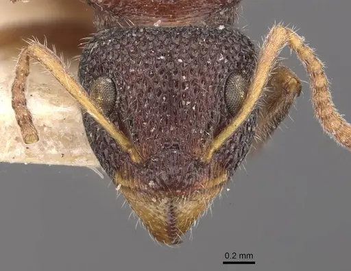 Dolichoderus turneri - CASENT0909476