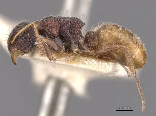 Dolichoderus turneri - CASENT0909476