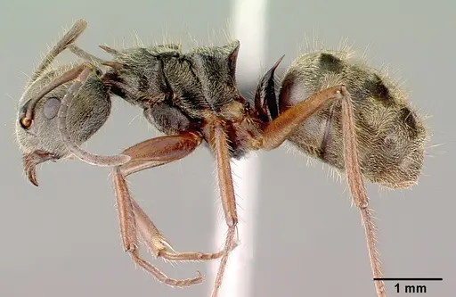 Dolichoderus validus specimen