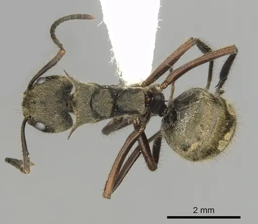 Dolichoderus validus - CASENT0249653