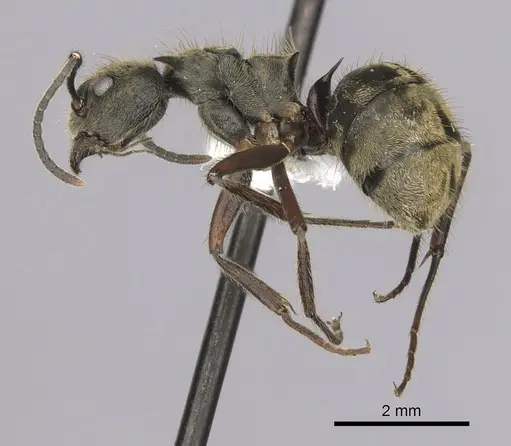 Dolichoderus validus - CASENT0249653