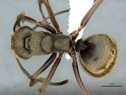 Dolichoderus validus - CASENT0866540