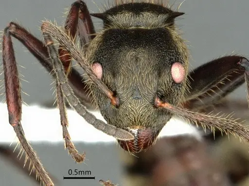 Dolichoderus validus - CASENT0866540