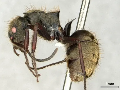 Dolichoderus validus - CASENT0866540