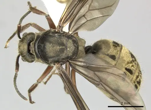 Dolichoderus validus - INB0003662377