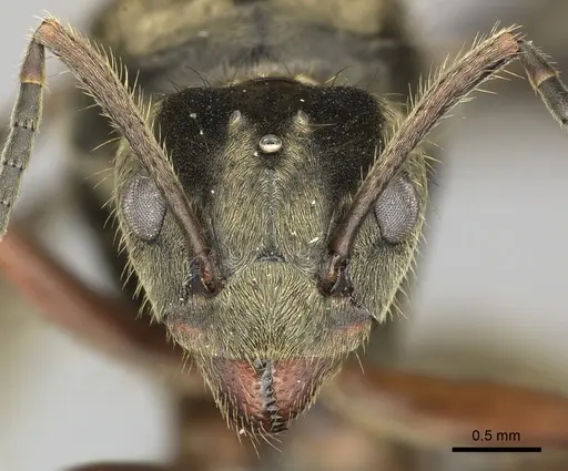 Dolichoderus validus - INB0003662377