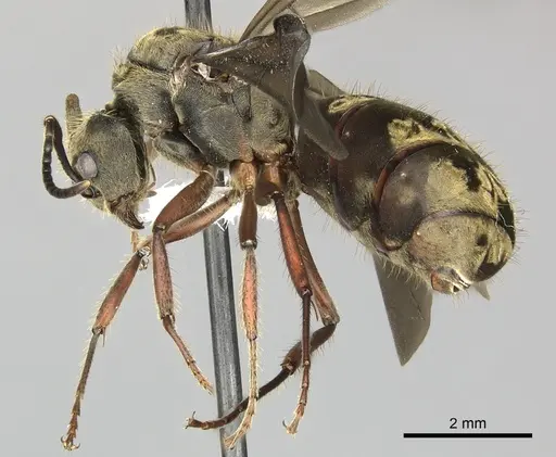 Dolichoderus validus - INB0003662377