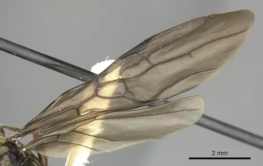 Dolichoderus validus - INB0003662377