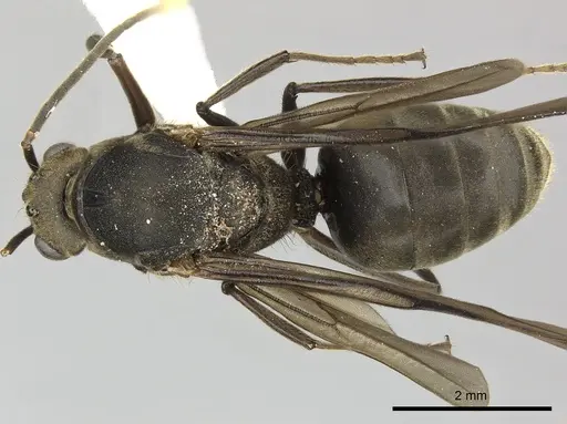 Dolichoderus validus - INBIOCRI001280169