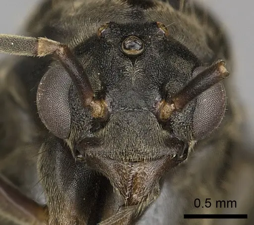 Dolichoderus validus - INBIOCRI001280169