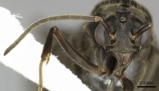 Dolichoderus validus - INBIOCRI001280169