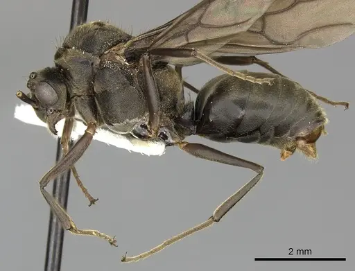 Dolichoderus validus - INBIOCRI001280169