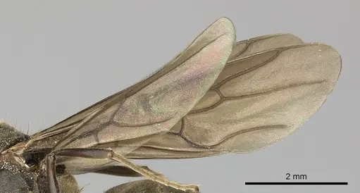 Dolichoderus validus - INBIOCRI001280169