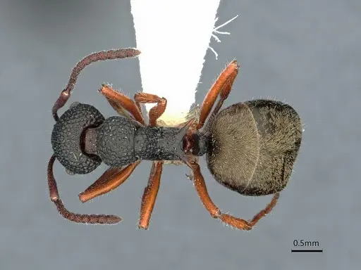 Dolichoderus ypsilon specimen