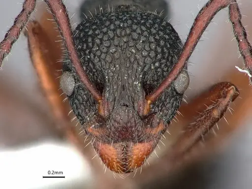 Dolichoderus ypsilon specimen