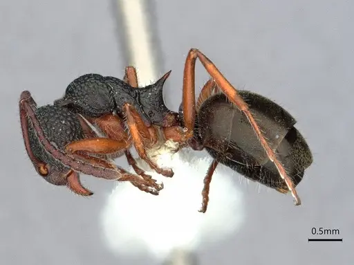Dolichoderus ypsilon specimen