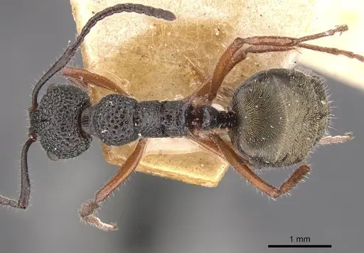 Dolichoderus ypsilon - CASENT0909477