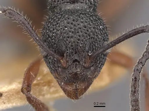 Dolichoderus ypsilon - CASENT0909477