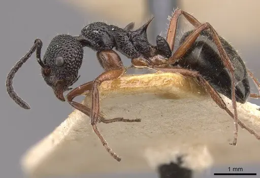 Dolichoderus ypsilon - CASENT0909477