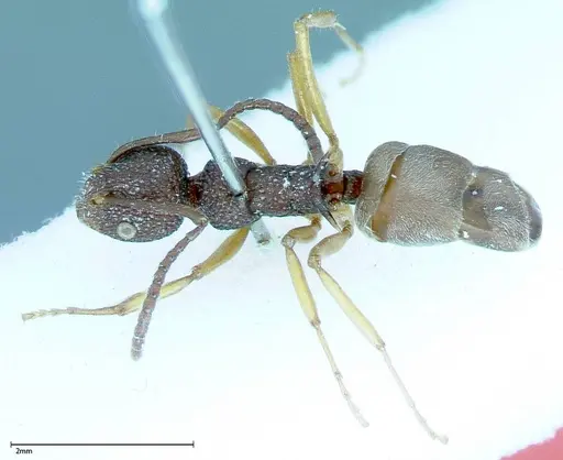 Dolichoderus ypsilon - FOCOL0023