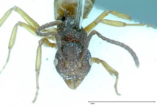 Dolichoderus ypsilon - FOCOL0023