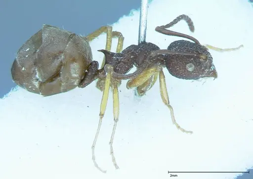 Dolichoderus ypsilon - FOCOL0023