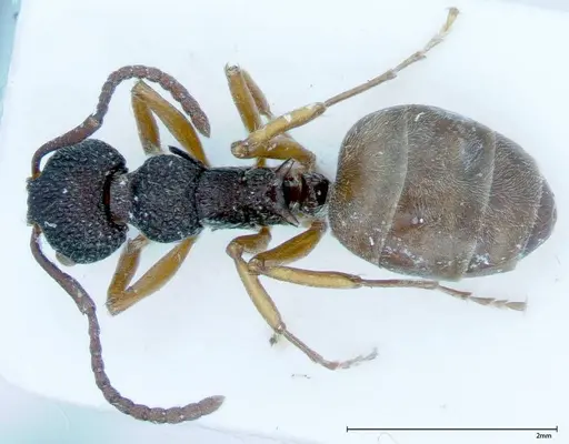 Dolichoderus ypsilon - FOCOL0038