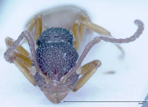 Dolichoderus ypsilon - FOCOL0038