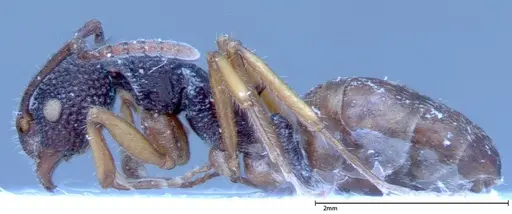 Dolichoderus ypsilon - FOCOL0038