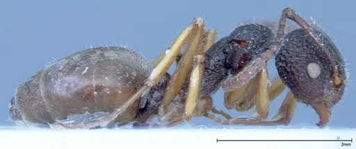 Dolichoderus ypsilon - FOCOL0038