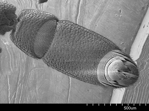 Dolioponera fustigera specimen