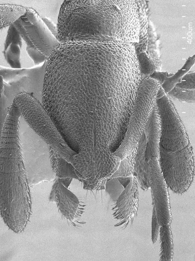 Dolioponera fustigera specimen