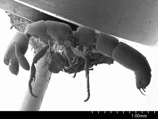 Dolioponera fustigera specimen