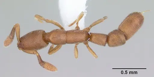 Dolioponera fustigera - CASENT0000078