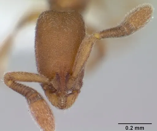 Dolioponera fustigera - CASENT0000078